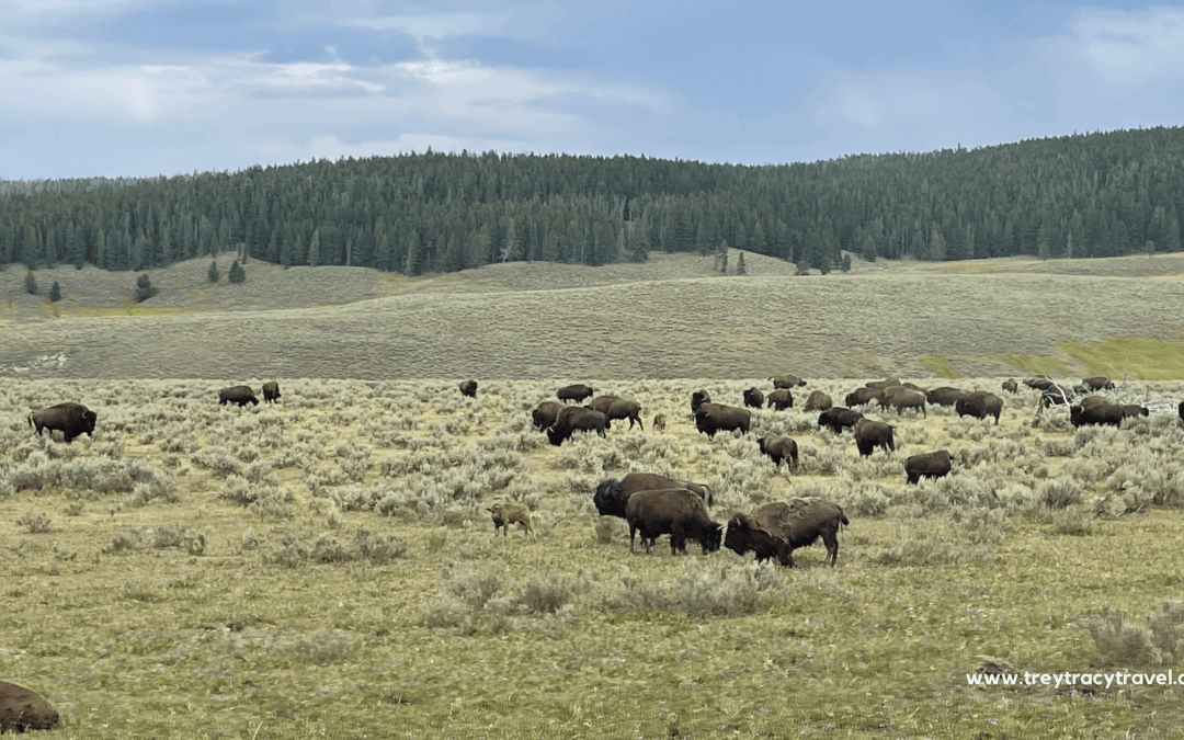 10 Tips for Visiting Yellowstone National Park