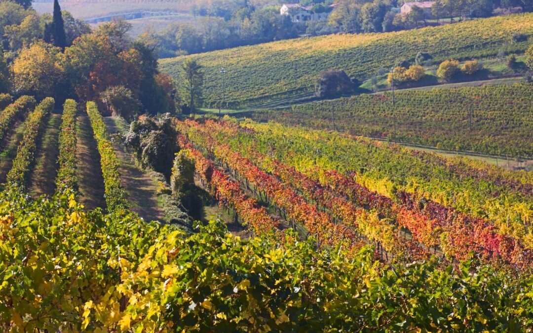 3 Must-Visit Cities in Italy for Wine