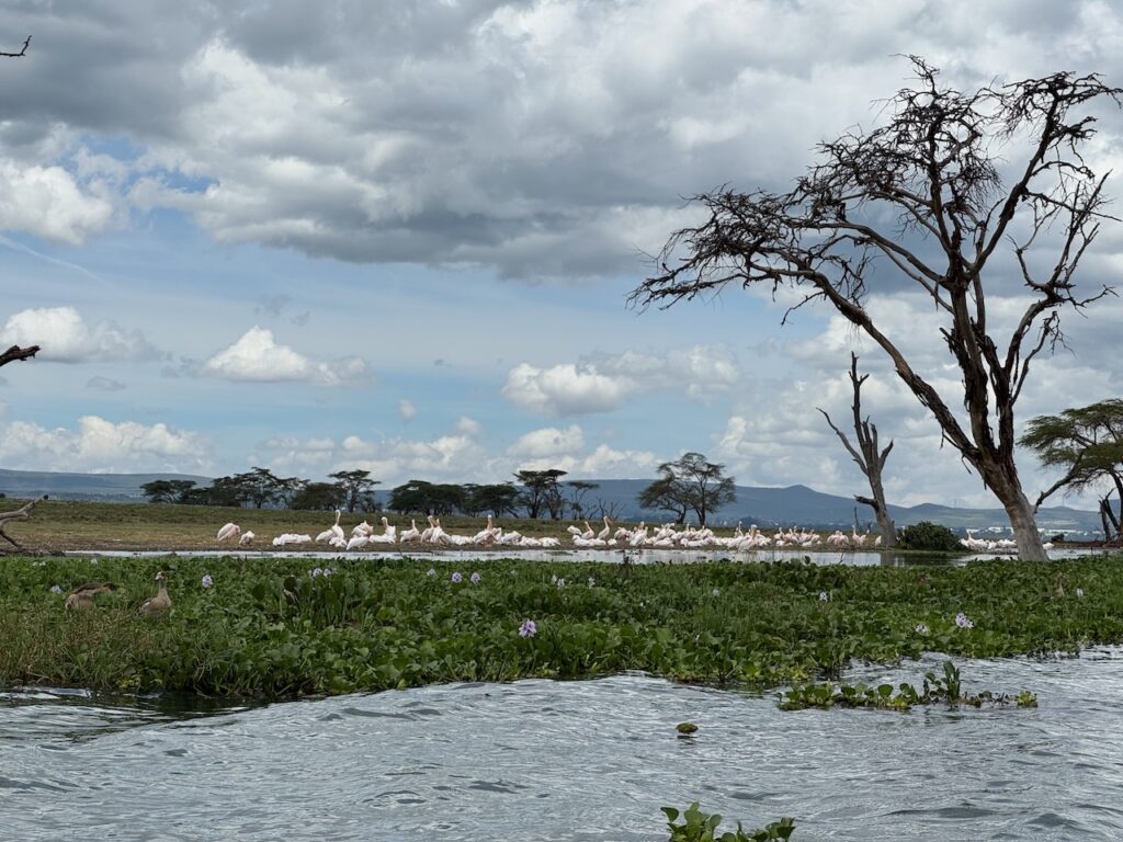 Lake Naivasha