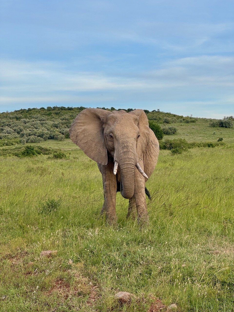 Elephant in Kenya