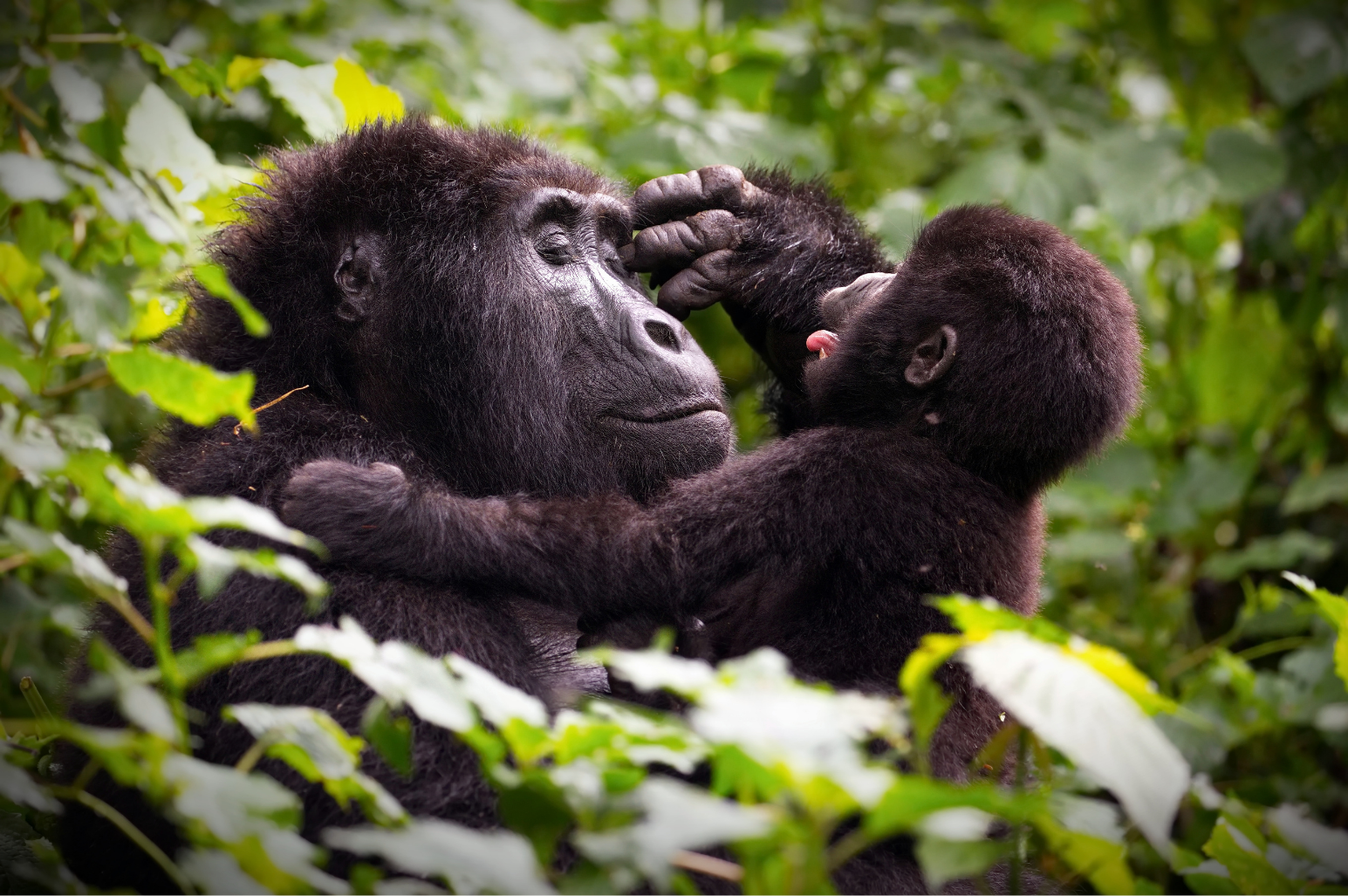 Gorillas in Uganda